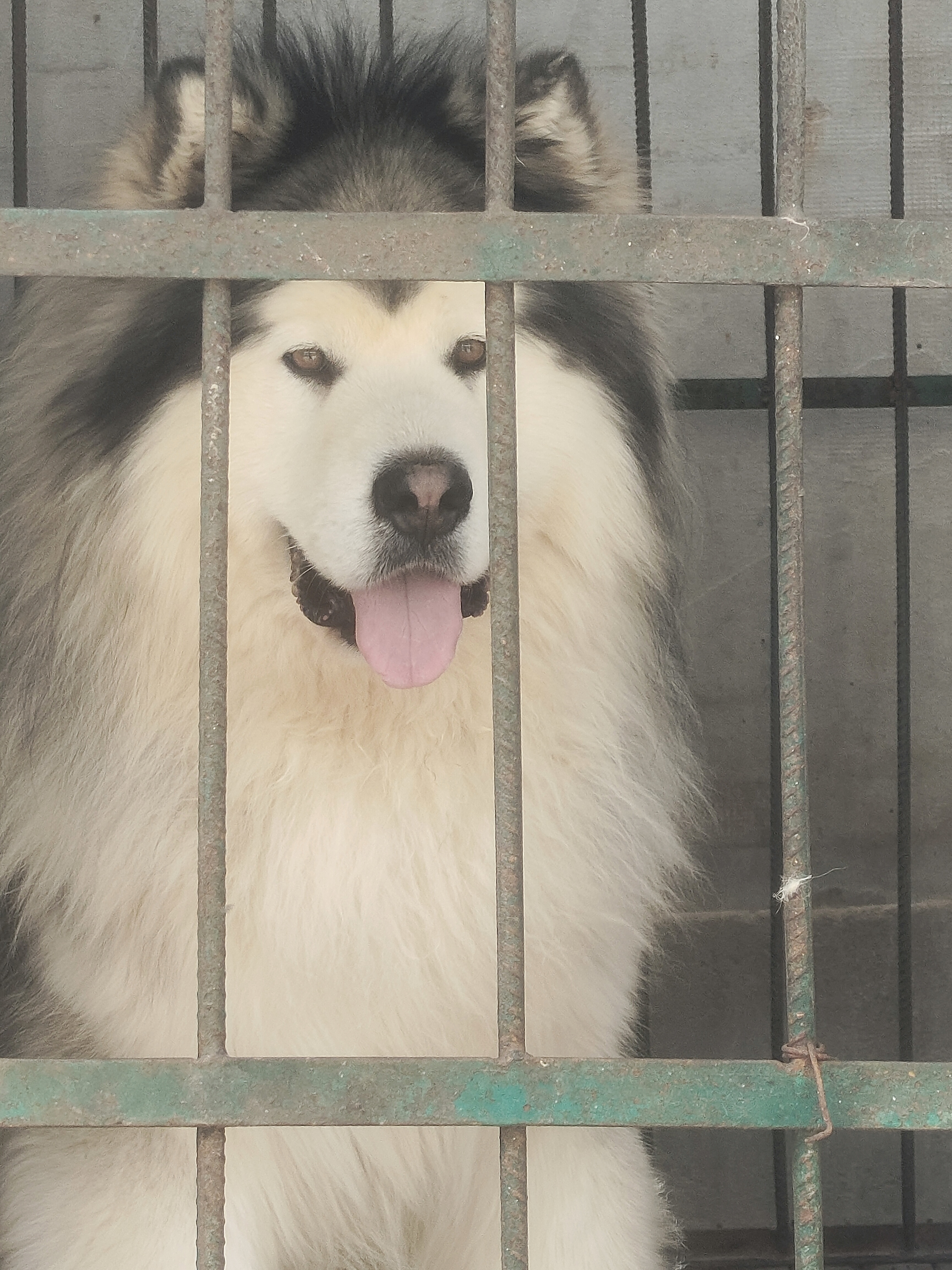 灰桃阿拉斯加幼犬